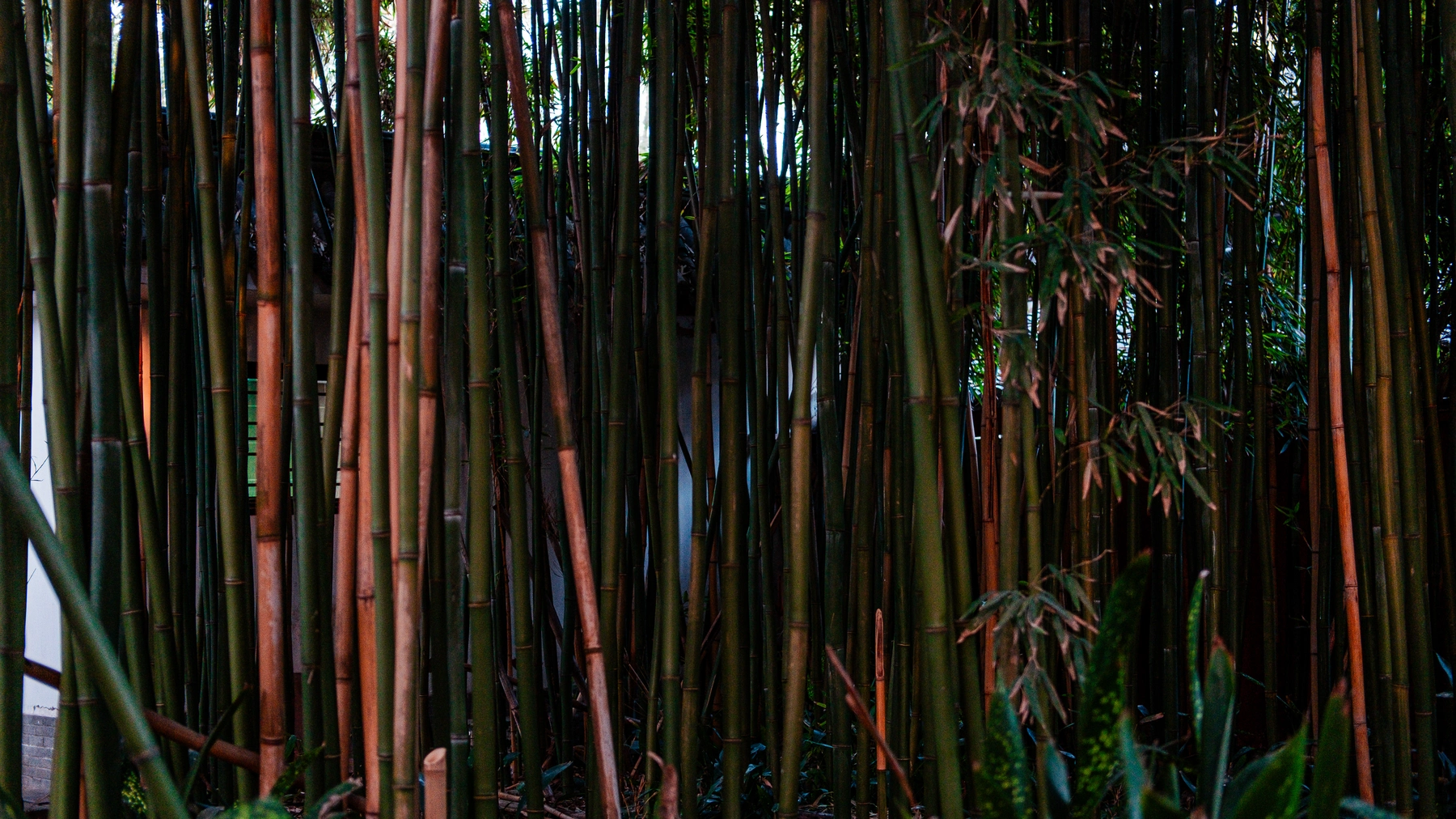 China 2025 photography