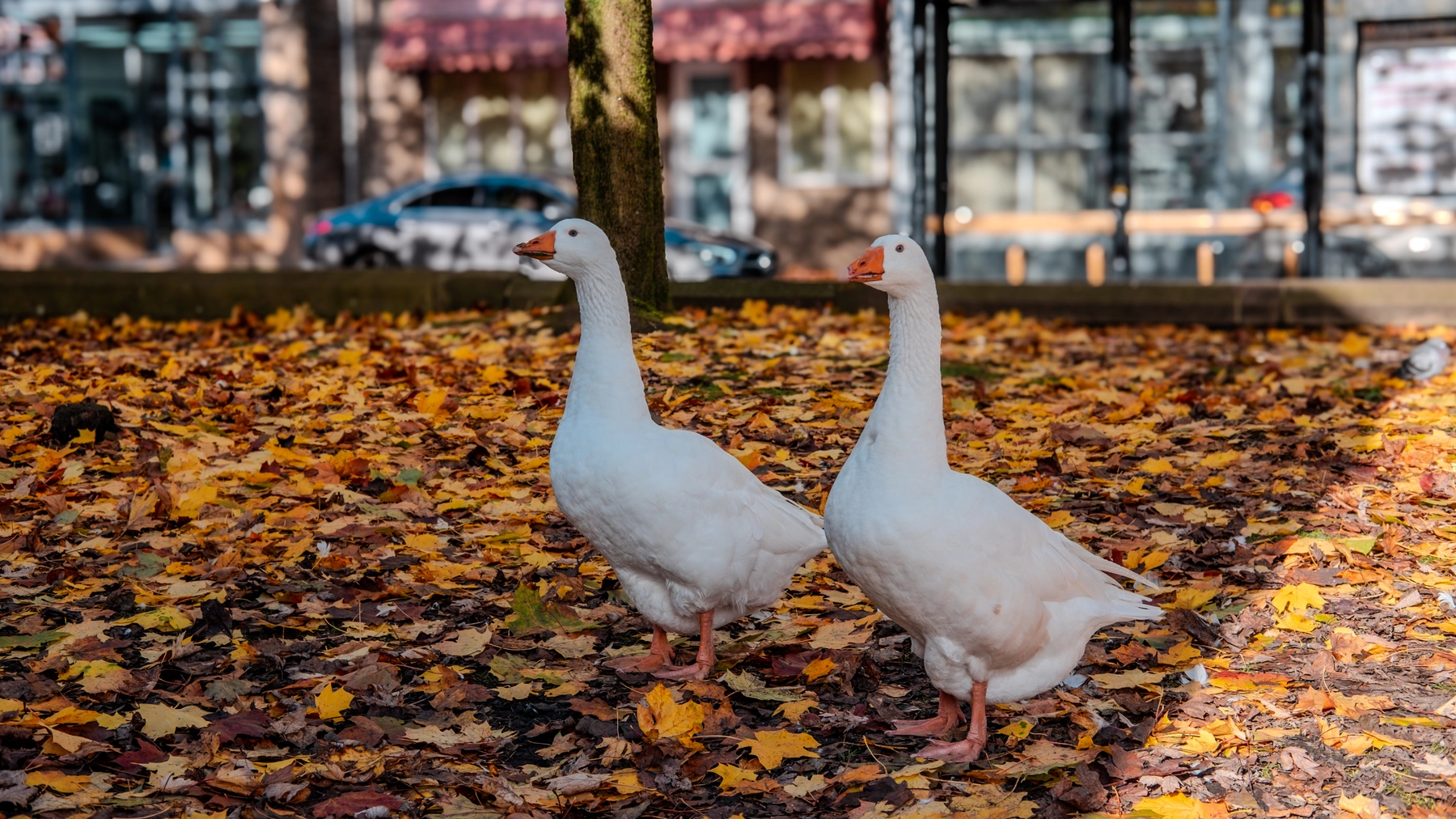 Hebden Bridge photography