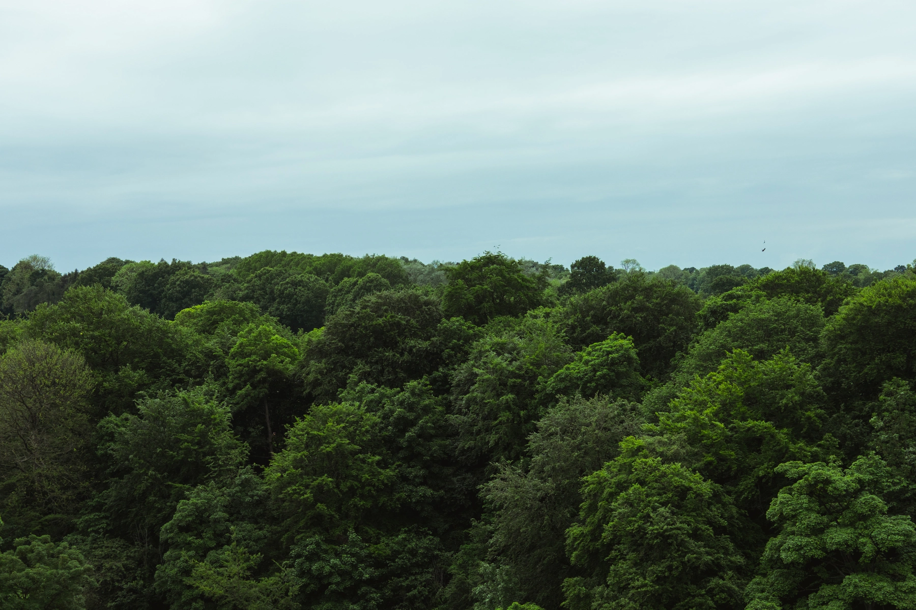 Knaresborough photography