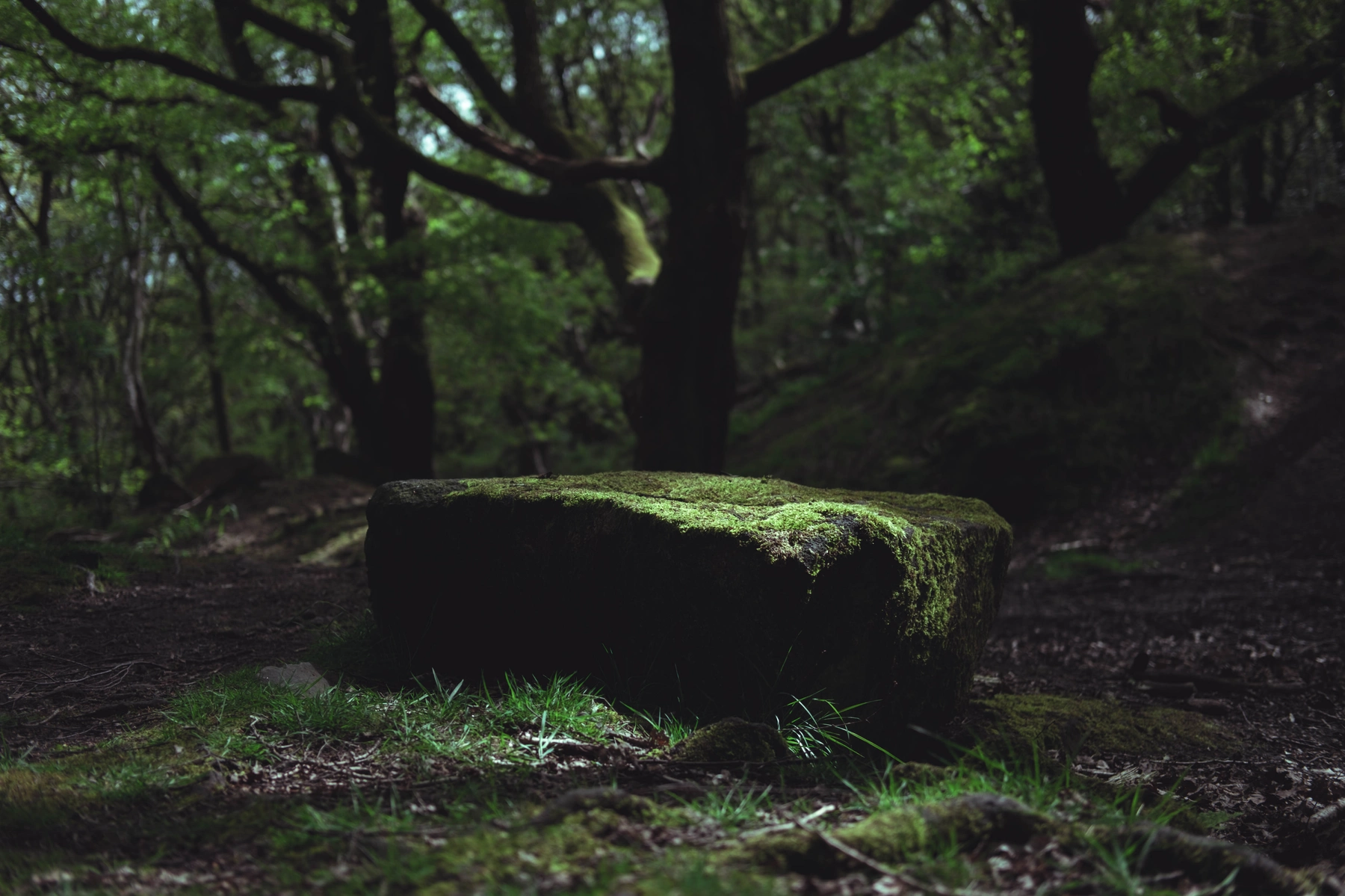 Nature photography