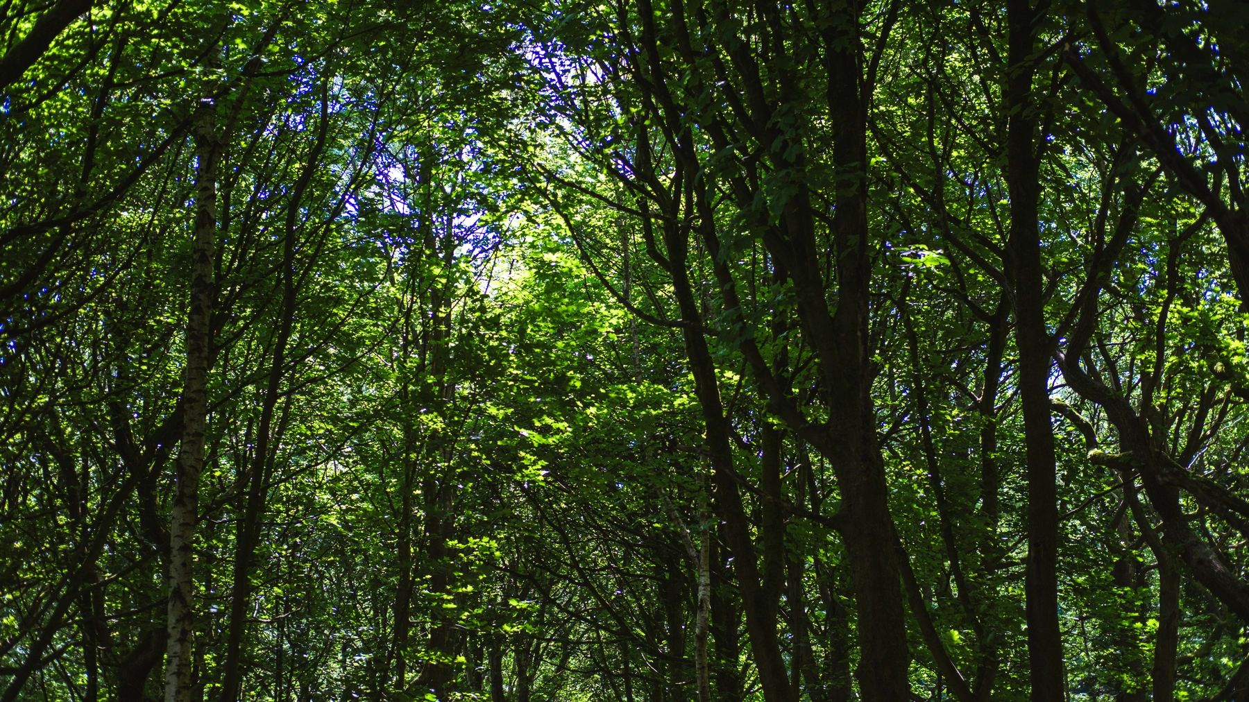 Nature photography