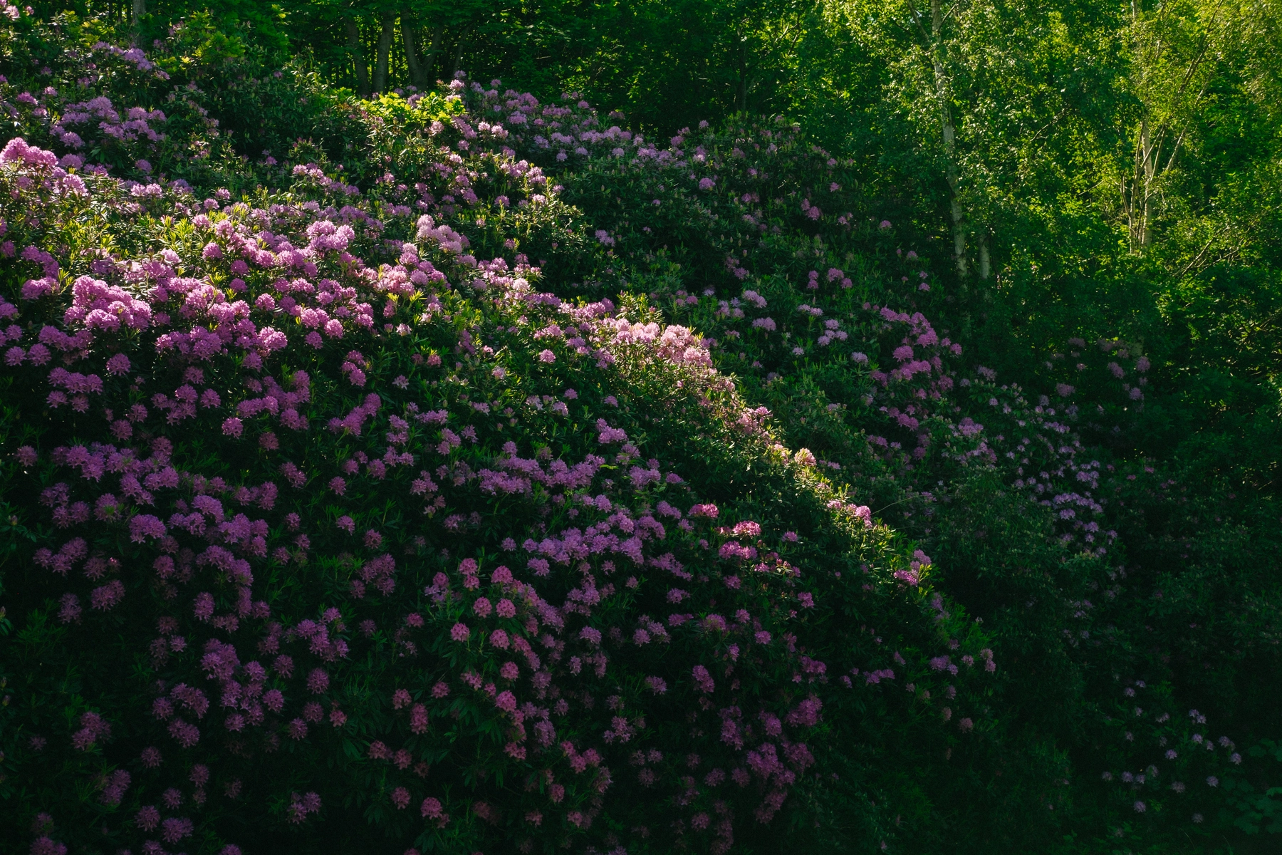 Nature photography