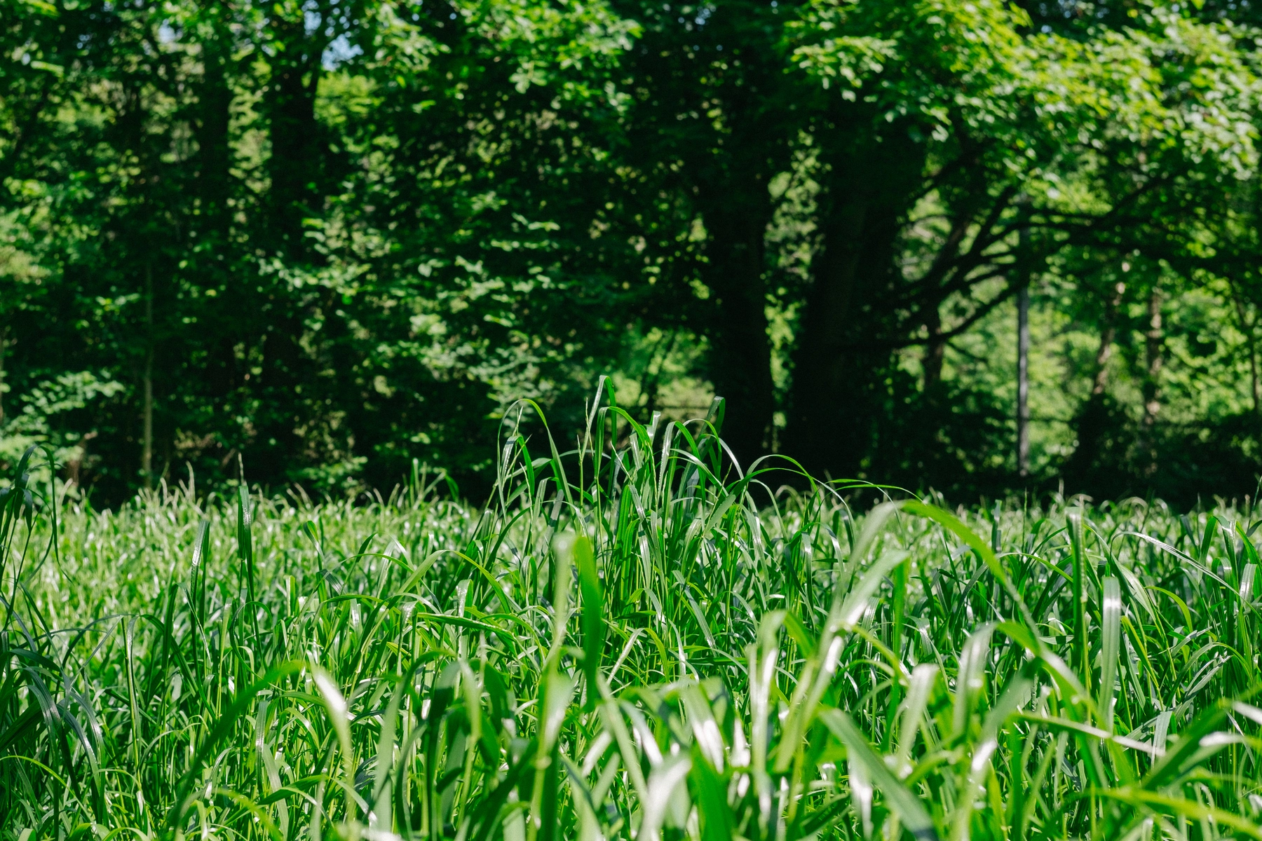 Nature photography