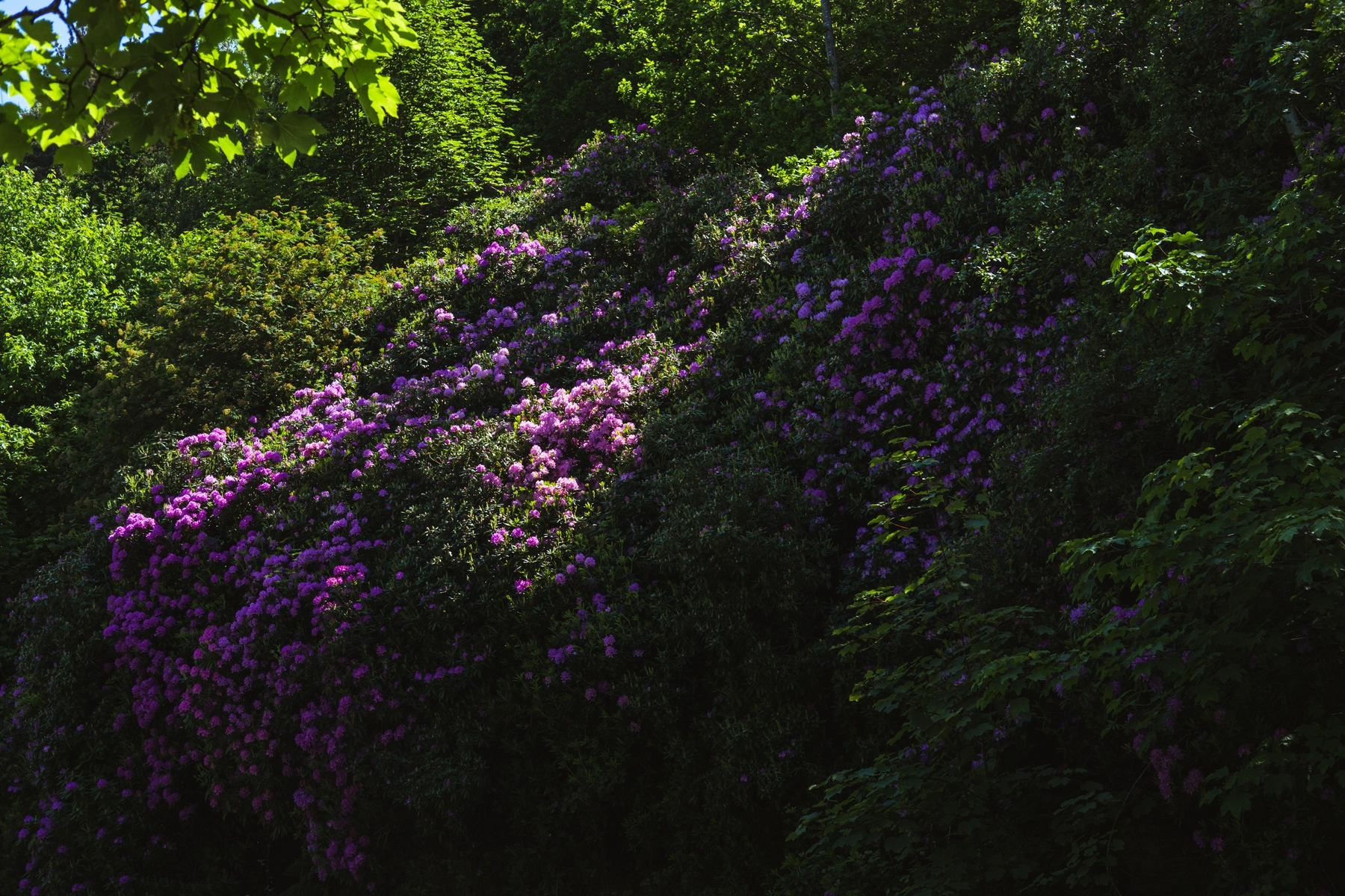Nature photography