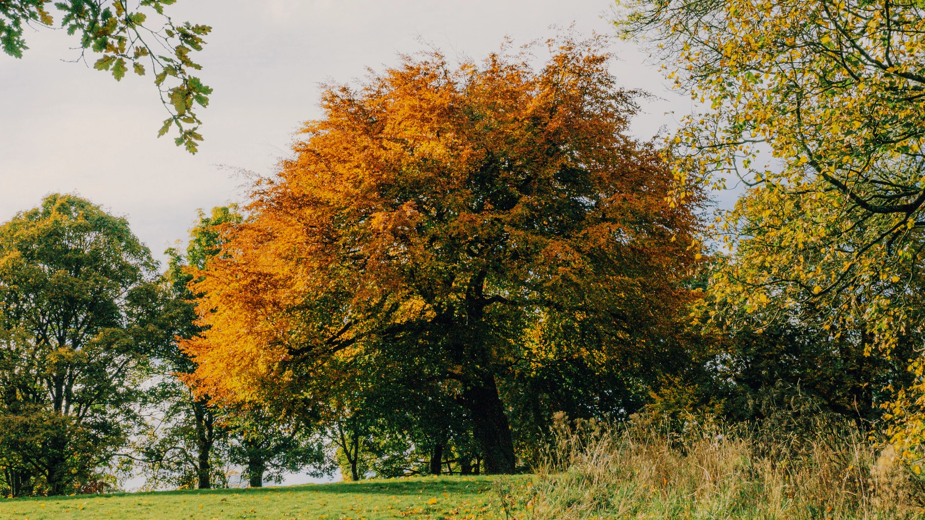 Roundhay Park photography