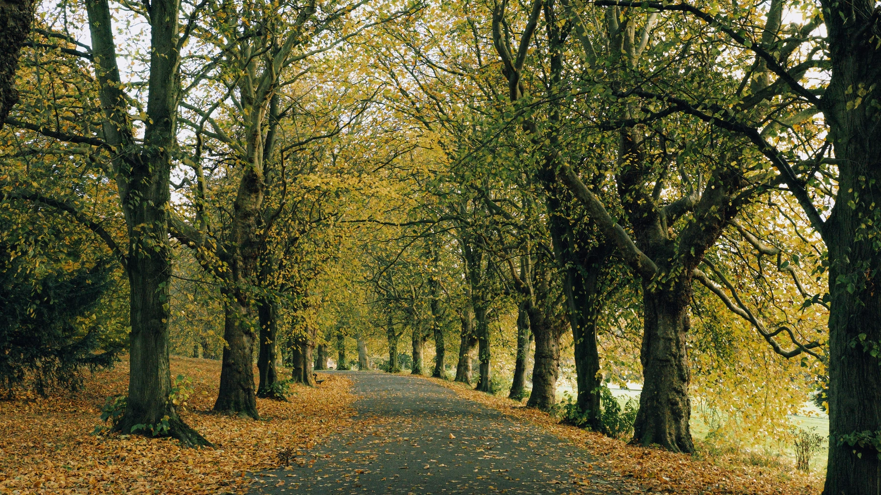 Roundhay Park photography