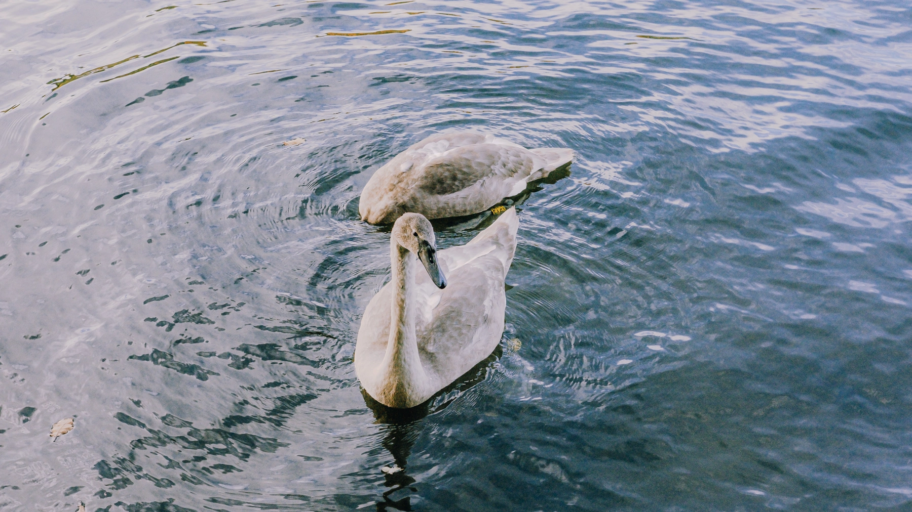 Roundhay Park photography