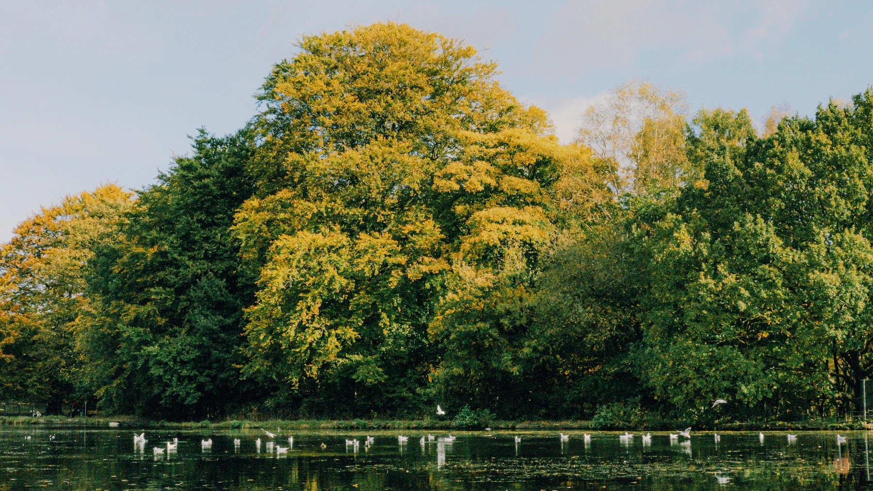 Roundhay Park photography