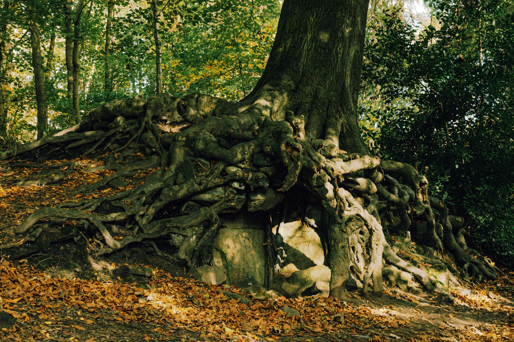 Roundhay Park photography