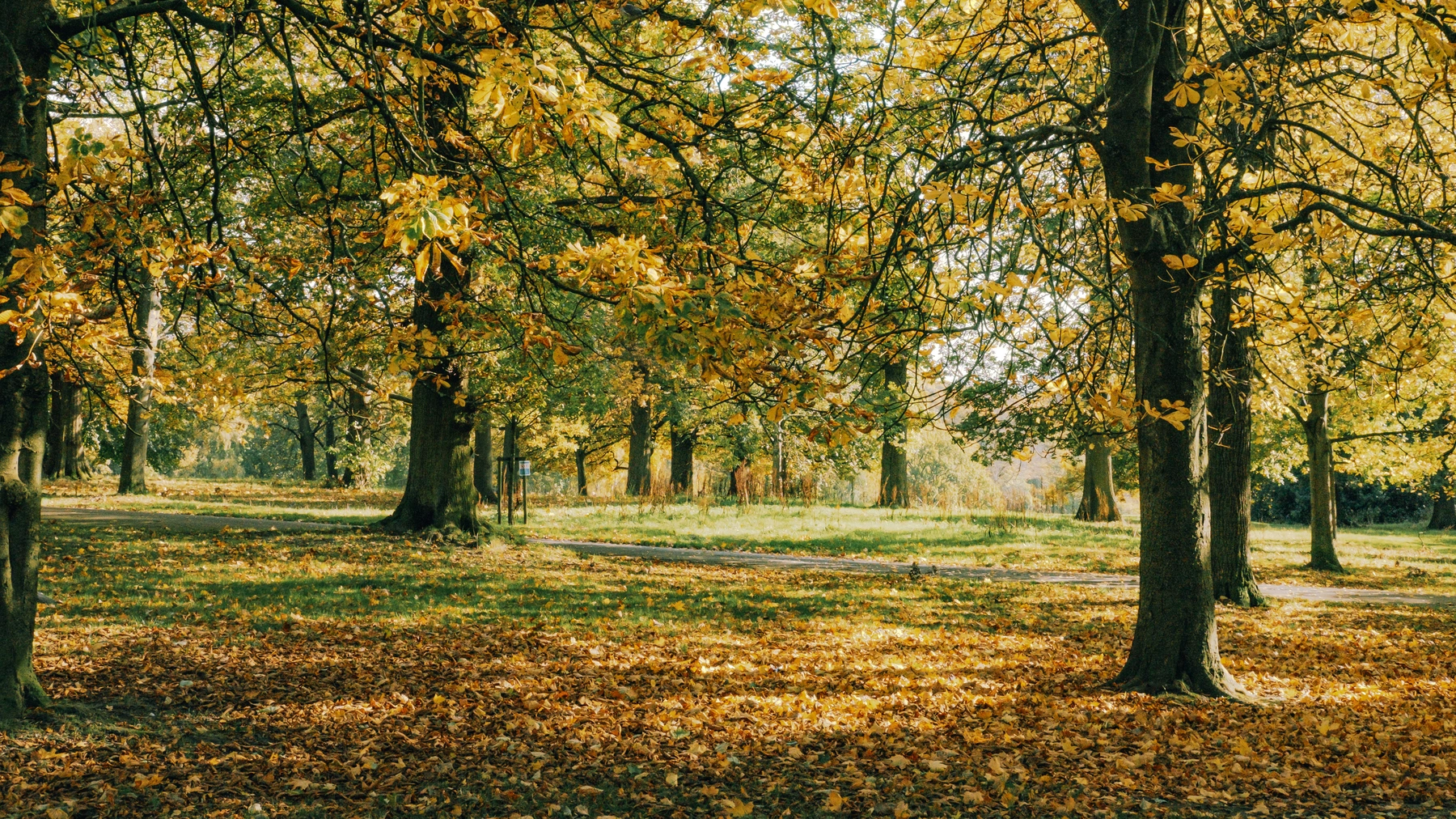 Roundhay Park photography
