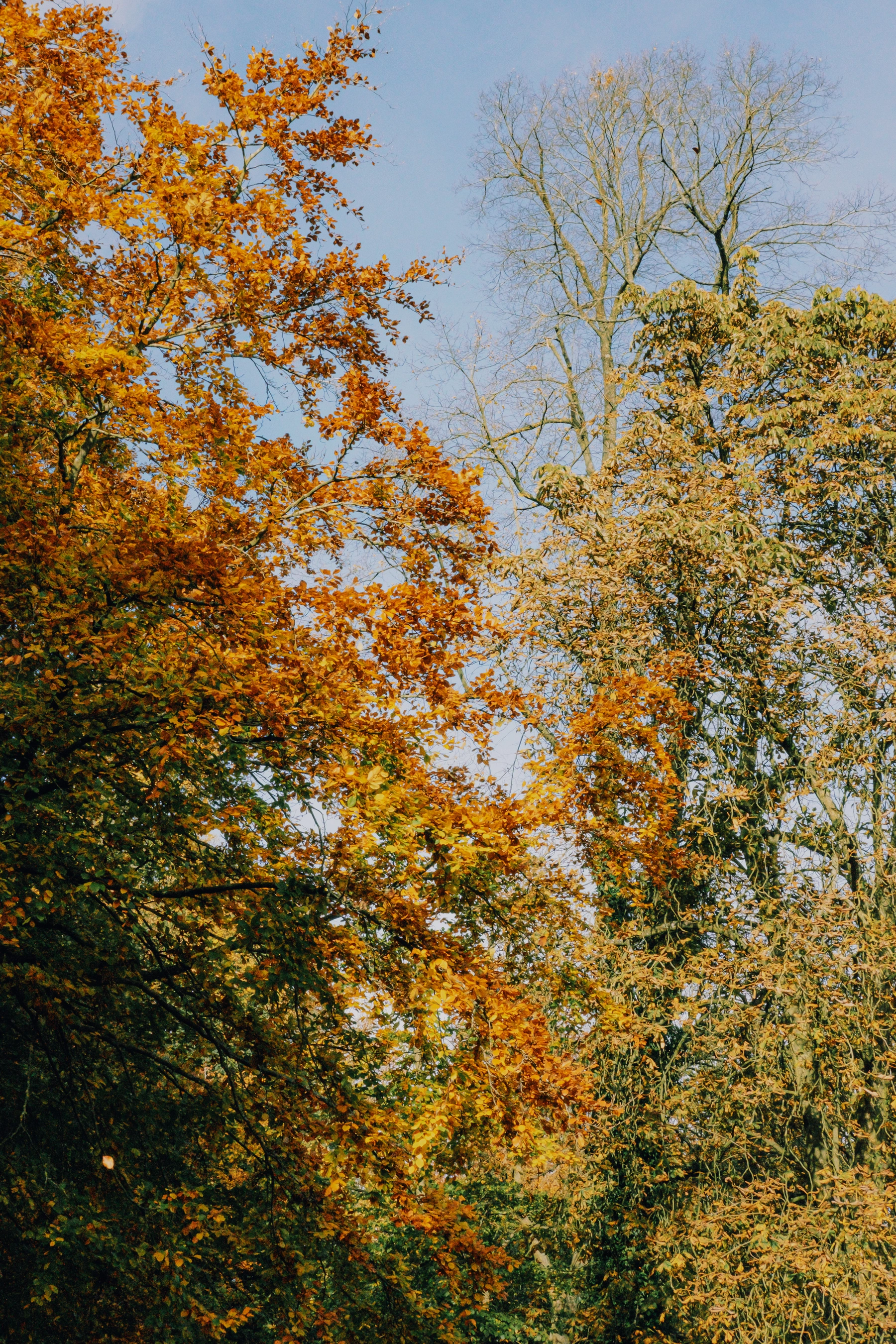 Roundhay Park photography