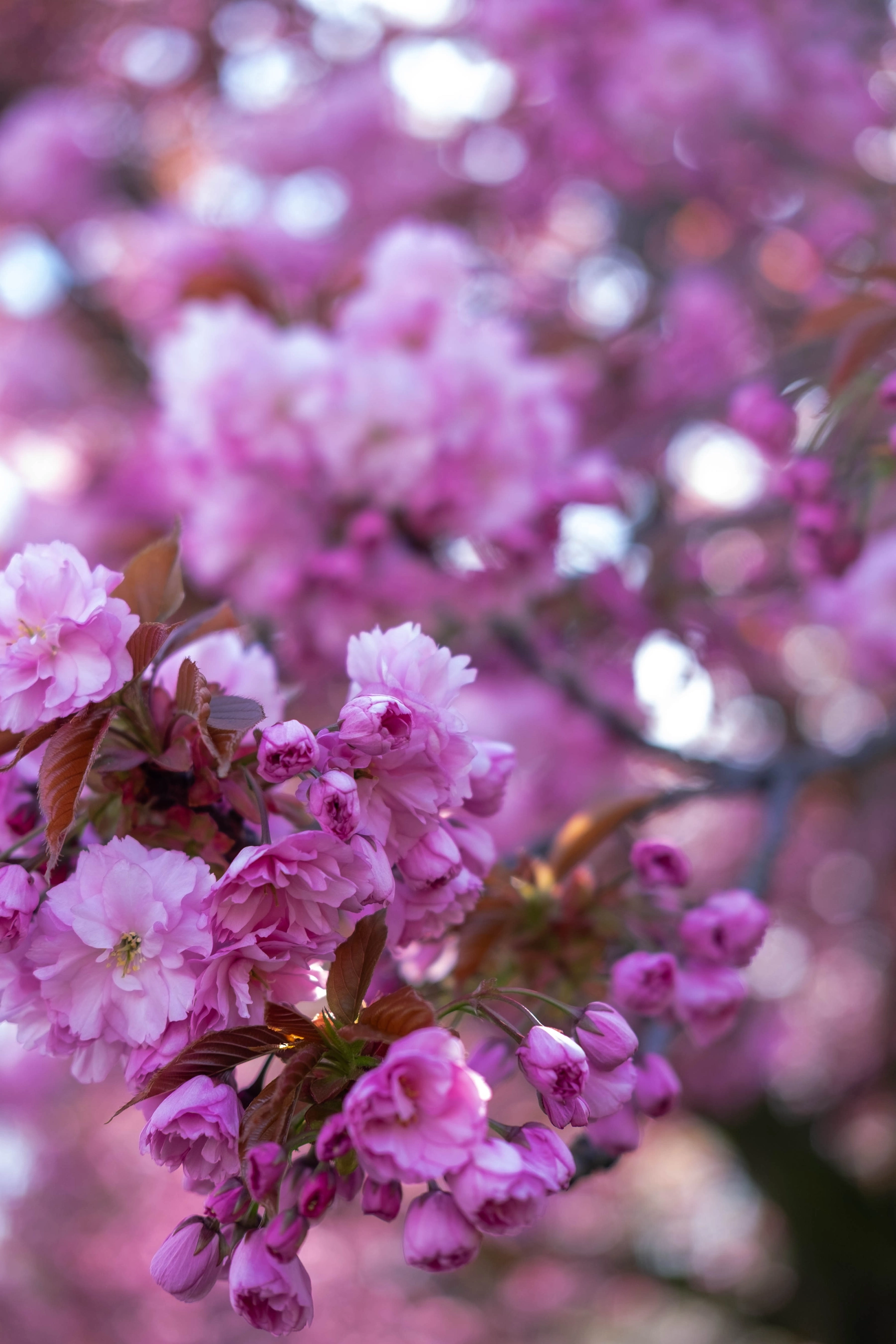 Spring 2025 photography