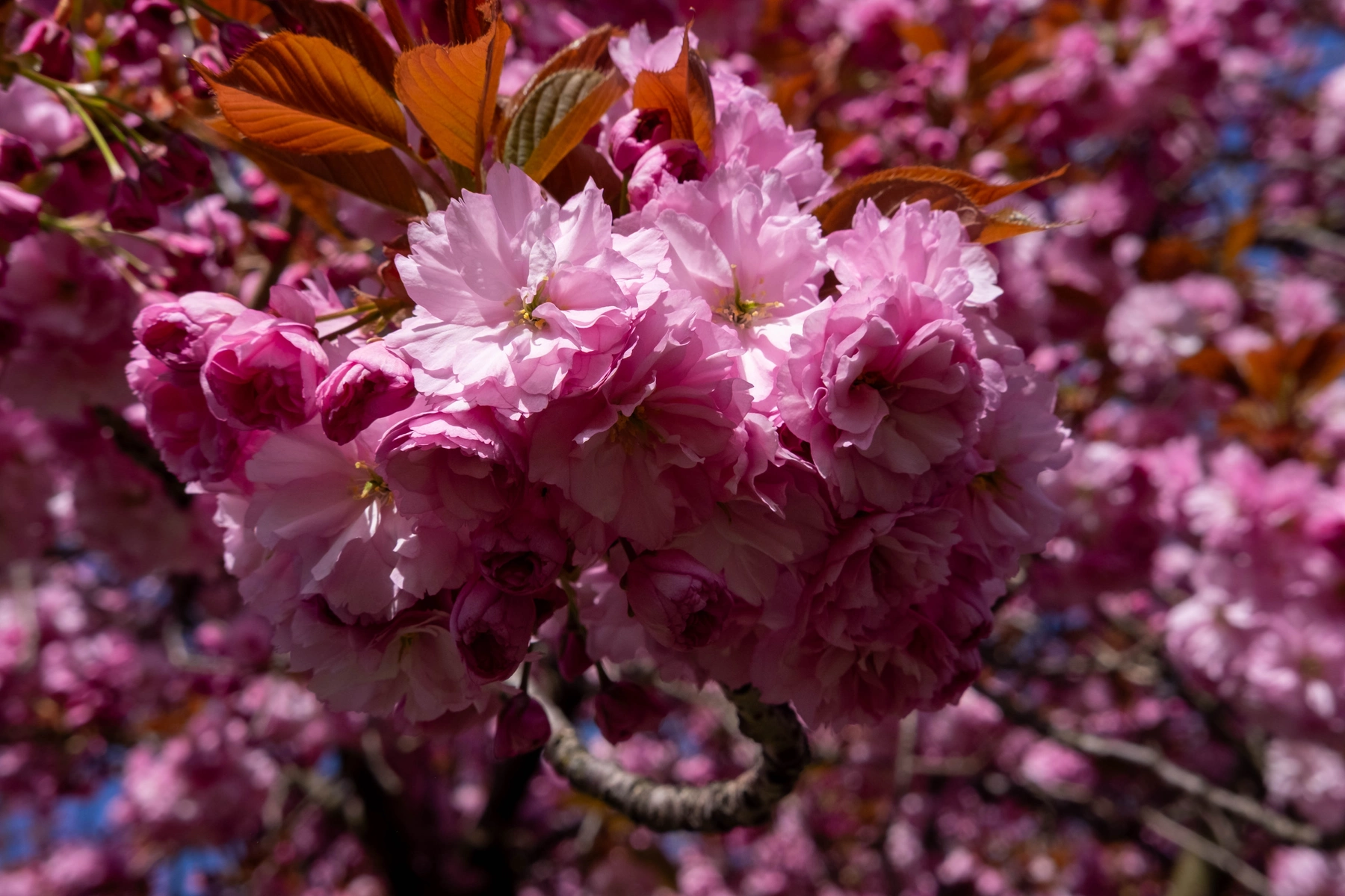 Spring 2025 photography