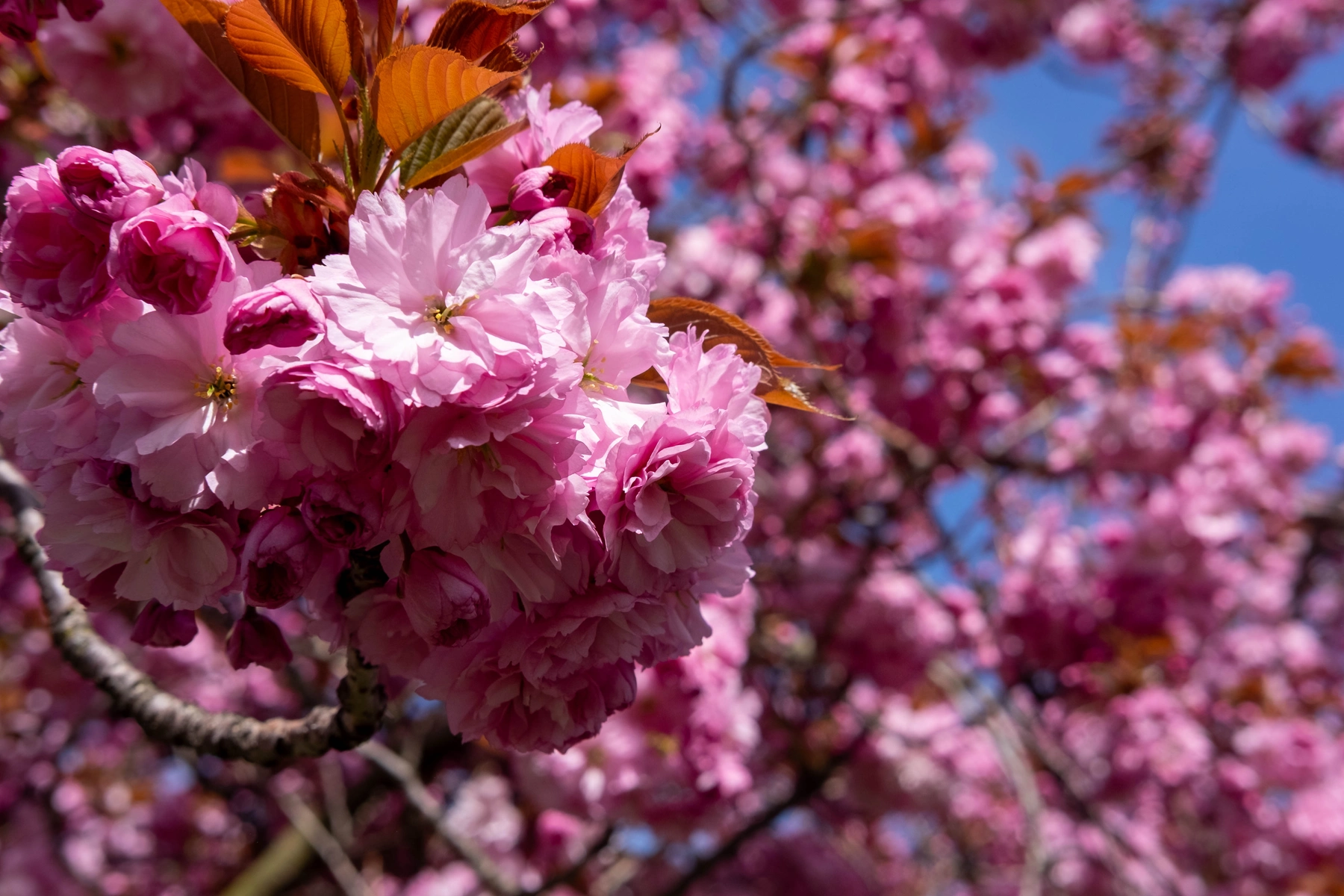 Spring 2025 photography