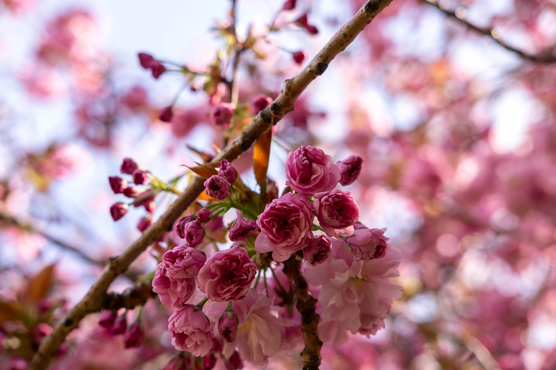 Spring 2025 photography