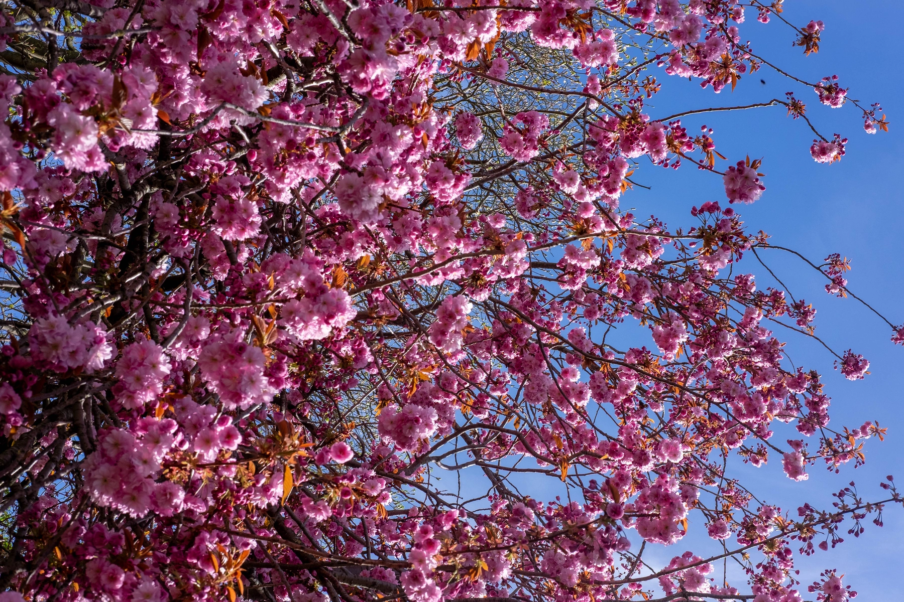 Spring 2025 photography