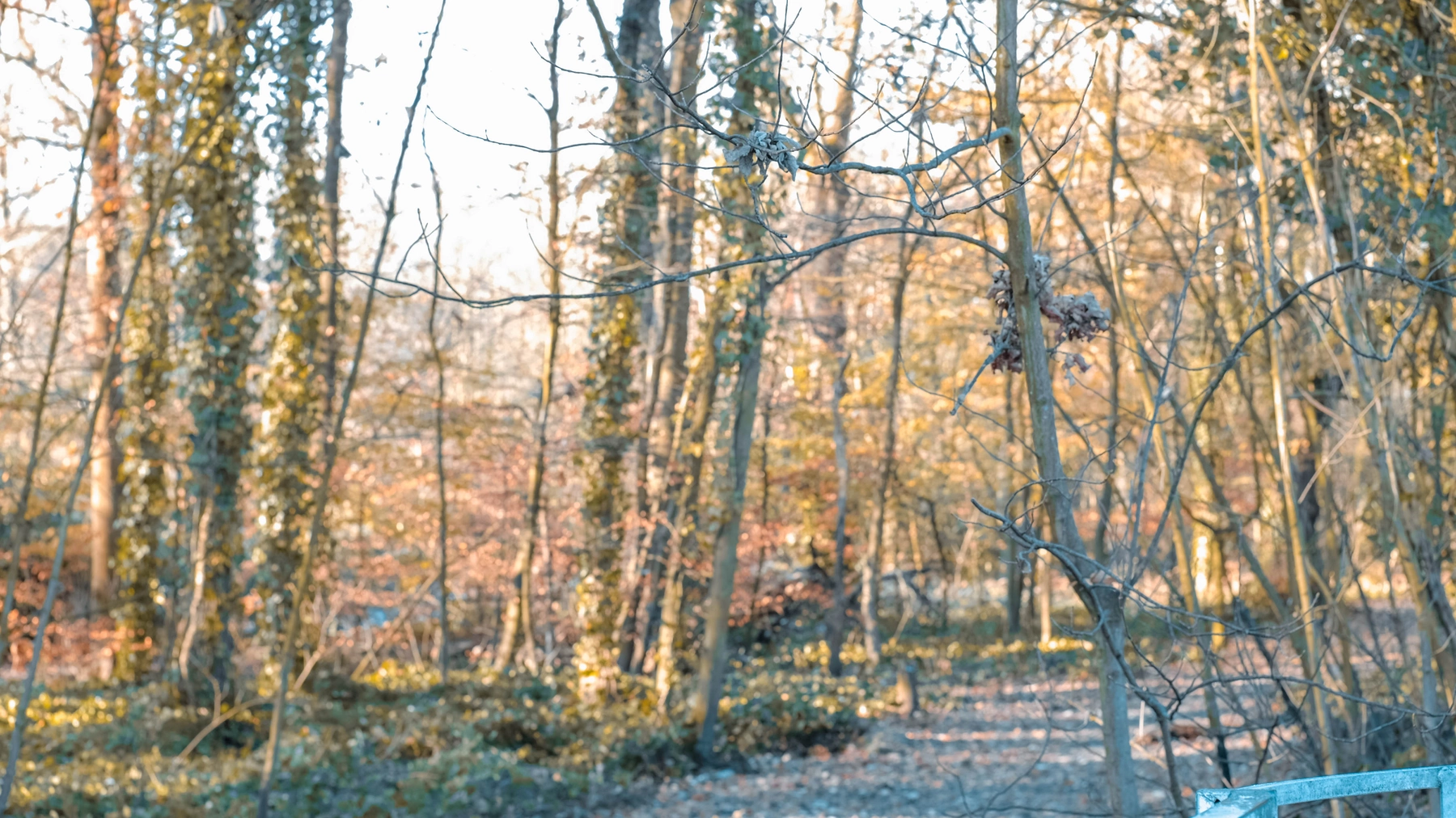 Woodhall Lake photography
