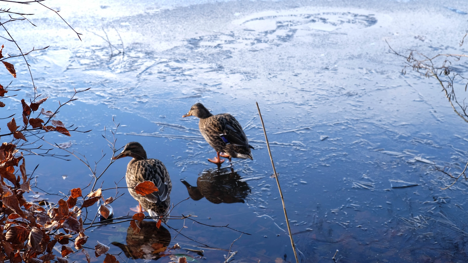 Woodhall Lake photography