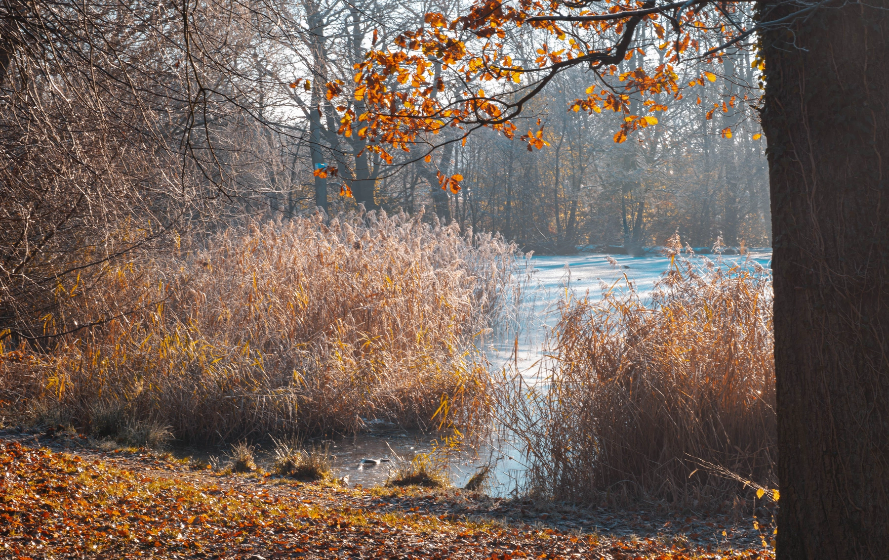 Woodhall Lake photography