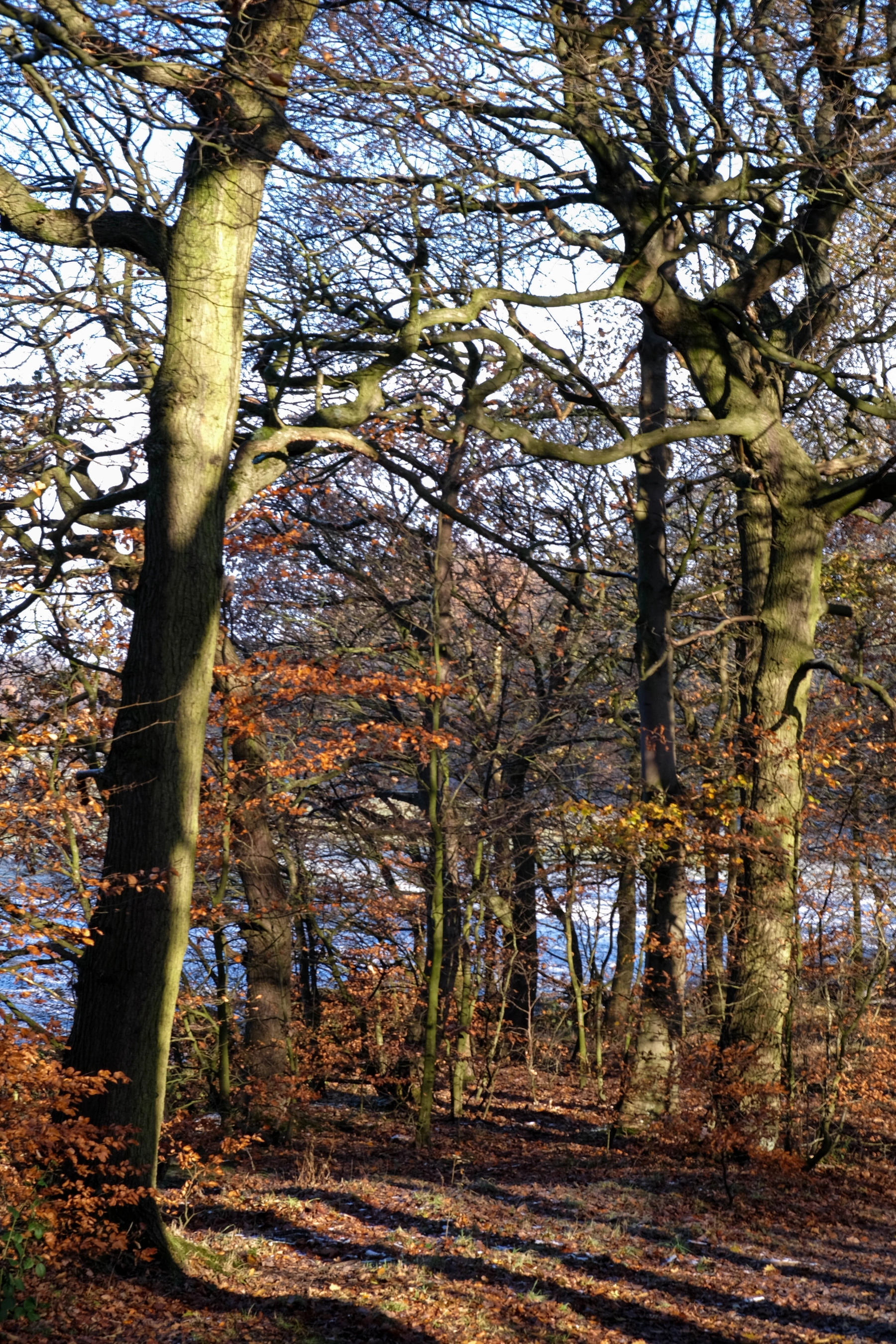Woodhall Lake photography