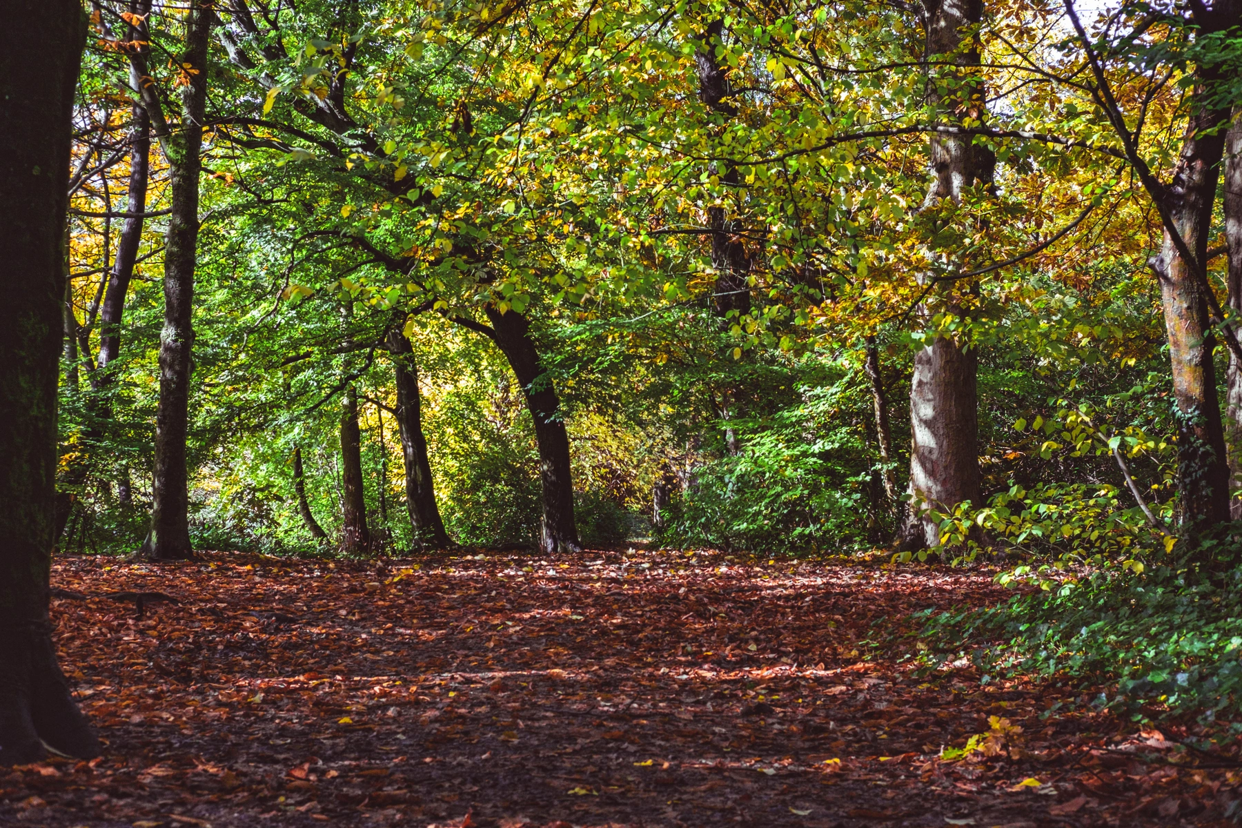 Woodhall Lake photography